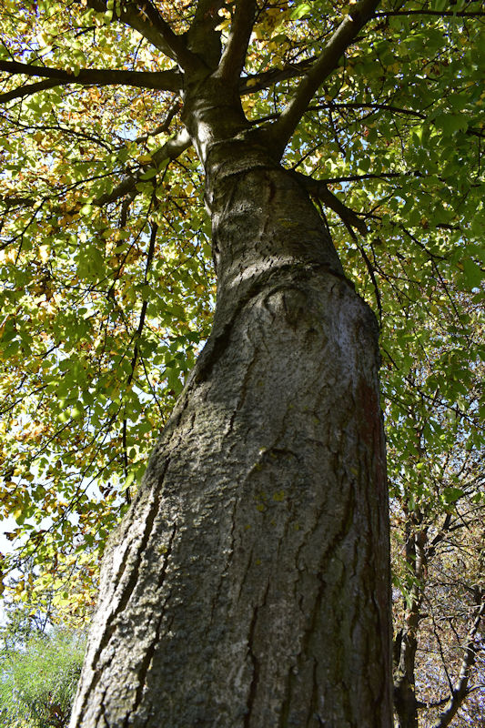 baum-botschaften-spirituelle-baeume-fotografie-baum-kraft-bilder-gott-wort-leinwandbild1.jpg