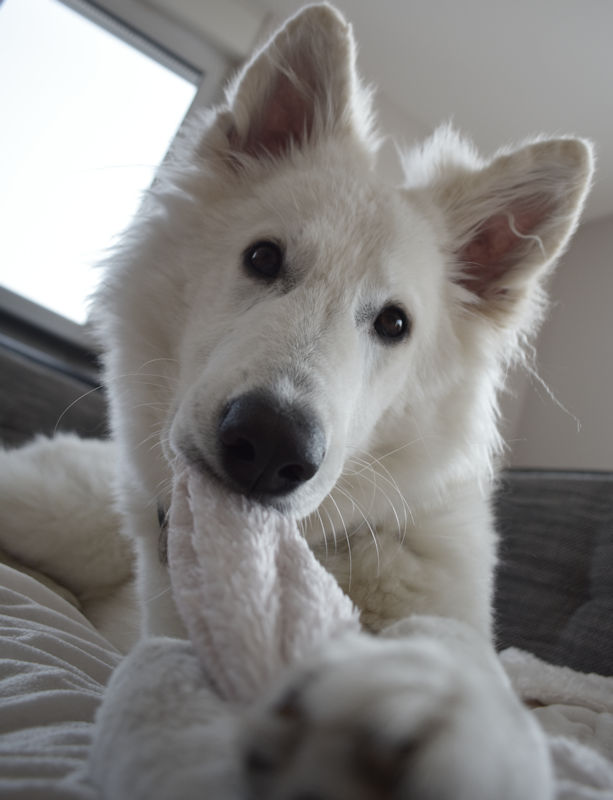 dog-blog-nodins-hunde-blug-dog-in-god-jesus-christus-tiere-im-heiligen-geist-wse.jpg