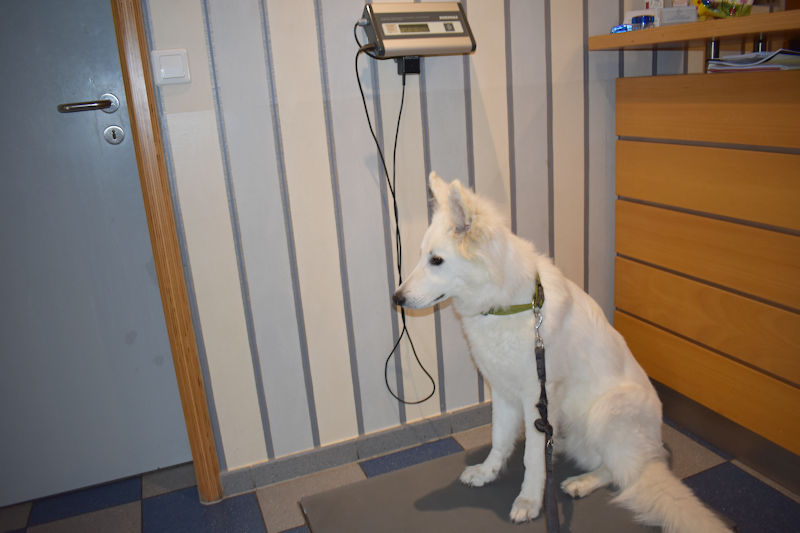 giardien-hunde-tierarzr-hundeblog-dogblog--gottes-schoepfung-wse.jpg