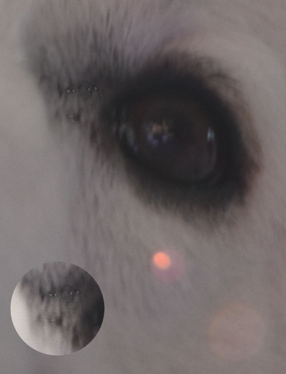 jesus-christus-tiere-hundeblog-gott-schoepfung-im-heiligen-geist-wse.jpg